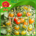 TOMATES DE CHERRY FRAIS